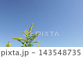 Background image of goldenrod swaying in the wind against a blue sky. 143548735