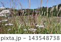 A view of rural Japan through wildflowers and distant houses. 143548738