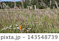 A rural landscape with butterflies perched on autumn wildflowers and pampas grass. 143548739