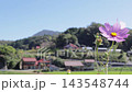 A Japanese rural landscape unfolds beneath a blue sky, with cosmos flowers swaying in the wind. 143548744