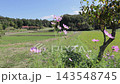 A rural landscape on a sunny day with cosmos flowers in bloom. 143548745