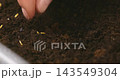 Hand planting seeds in soil close-up 143549304