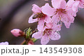 Bee Pollinating Pink Blossoms on a Tree Branch in Spring 143549308