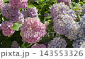 Hydrangea macrophylla blooming bush in garden 143553326