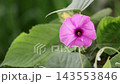Purple Morning Glory Flower Blooming on Green Vine - Ipomoea Purpurea, Kolmi Ful, Botanical Flora, and Nature Concept Purple Morning Glory Flower Blooming on Green Vine - Ipomoea Purpurea, Kolmi Ful, Botanical Flora, and Nature Concept 143553846