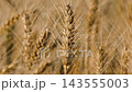 Ripe Heavy Wheat Ears Swaying in the Wind in a Golden Field 143555003