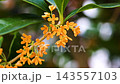 柑橘的橙色花 143557103
