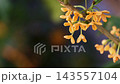 桂花在風中搖曳 143557104