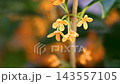 柑橘的橙色花 143557105