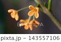 柑橘的橙色花 143557106