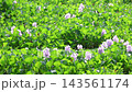 Purple Water Hyacinth Flowers Blooming in Field - Eichhornia Crassipes, Kachuripana Ful, Aquatic Plant, Nature Concept Purple Water Hyacinth Flowers Blooming in Field - Eichhornia Crassipes, Kachuripana Ful, Aquatic Plant, Nature Concept 143561174