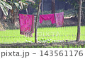 Colorful Pink Scarf (Dupatta) and Salwar Kameez Clothes Drying on Clothesline in Rural Agricultural Field - Village Life Concept Colorful Pink Scarf (Dupatta) and Salwar Kameez Clothes Drying on Clothesline in Rural Agricultural Field - Village Life Concept 143561176