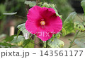 Vibrant Pink Hibiscus Flower Blooming in Garden - Hibiscus Rosa-Sinensis, Jaba Ful, Botanical Flora, and Nature Concept Vibrant Pink Hibiscus Flower Blooming in Garden - Hibiscus Rosa-Sinensis, Jaba Ful, Botanical Flora, and Nature Concept 143561177