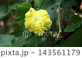 Yellow Sponge Gourd Flower Blooming on Vine - Luffa Aegyptiaca, Dhundul Ful, Botanical Flora, and Agriculture Concept Yellow Sponge Gourd Flower Blooming on Vine - Luffa Aegyptiaca, Dhundul Ful, Botanical Flora, and Agriculture Concept 143561179