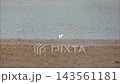 White Water Bird Foraging on Muddy Riverbank - Egret Heron Searching for Food, Wetland Wildlife, and Nature Concept White Water Bird Foraging on Muddy Riverbank - Egret Heron Searching for Food, Wetland Wildlife, and Nature Concept 143561181