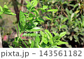 Fresh Green Lemon Leaves Growing on Tree Branch - Citrus Limon, Lebu Pata, Botanical Flora, and Agriculture Concept Fresh Green Lemon Leaves Growing on Tree Branch - Citrus Limon, Lebu Pata, Botanical Flora, and Agriculture Concept 143561182