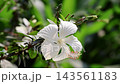 White Hibiscus Flower Blooming on Green Bush - Hibiscus Rosa-Sinensis, Sada Jaba Ful, Botanical Flora, and Nature Concept White Hibiscus Flower Blooming on Green Bush - Hibiscus Rosa-Sinensis, Sada Jaba Ful, Botanical Flora, and Nature Concept 143561183