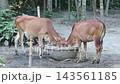 Two Brown Calves Eating Feed from Concrete Feeder Bowl - Domestic Cattle, Goru, Livestock, and Rural Farming Concept Two Brown Calves Eating Feed from Concrete Feeder Bowl - Domestic Cattle, Goru, Livestock, and Rural Farming Concept 143561185