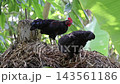 Black Rooster and Hen Perched on Dry Straw Haystack - Domestic Poultry, Deshi Murgi, Village Farming, and Rural Concept Black Rooster and Hen Perched on Dry Straw Haystack - Domestic Poultry, Deshi Murgi, Village Farming, and Rural Concept 143561186