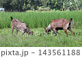 Two Domestic Goats Grazing on Green Grass Field - Chagal, Black Bengal Goat, Rural Livestock, and Farming Concept Two Domestic Goats Grazing on Green Grass Field - Chagal, Black Bengal Goat, Rural Livestock, and Farming Concept 143561188