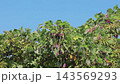 葛藤蔓在風中搖曳，紫紅色的花朵和葉子在櫻花樹上茂盛生長。 143569293