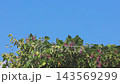 葛藤蔓在風中搖曳，紫紅色的花朵和葉子在櫻花樹上茂盛生長。 143569299