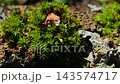 Close-up of green moss growing on bark surface 143574717