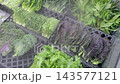 Fresh Korean Ssamvegetables and Kale Displayed with Water Mist System in Grocery Market 143577121
