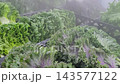 Fresh Korean Ssamvegetables and Kale Displayed with Water Mist System in Grocery Market 143577122