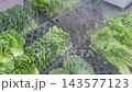 Fresh Korean Ssamvegetables and Kale Displayed with Water Mist System in Grocery Market 143577123