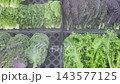 Fresh Korean Ssamvegetables and Kale Displayed with Water Mist System in Grocery Market 143577125