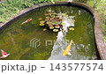 Colorful koi swim through garden pond water near floating lily pads. Ornamental fish move beneath reflected greenery, offering peaceful glimpse of planted outdoor water feature as fish glide among 143577574