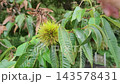 Hand Touching Unripe Green Chestnut Burr Growing on Chestnut Tree Branch 143578431