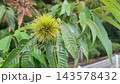Hand Touching Unripe Green Chestnut Burr Growing on Chestnut Tree Branch 143578432