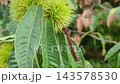 Close Up View of Unripe Green Chestnut Burrs Growing on Chestnut Tree Branch 143578530