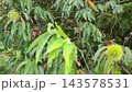 Close Up View of Unripe Green Chestnut Burrs Growing on Chestnut Tree Branch 143578531