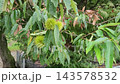 Close Up View of Unripe Green Chestnut Burrs Growing on Chestnut Tree Branch 143578532