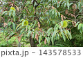 Close Up View of Unripe Green Chestnut Burrs Growing on Chestnut Tree Branch 143578533
