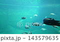 Tropical fish swimming through clear turquoise aquarium water, with striped and dark fish moving across a tranquil underwater scene 143579635