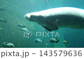 Large aquatic mammal swims through blue water as striped and varied fish move around it in a spacious underwater habitat at a public aquarium 143579636