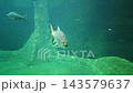Underwater fish swim past submerged rock formations as a large striped fish approaches the camera in a clear aquarium habitat with smaller fish nearby 143579637