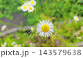 White daisy flower swaying gently among green meadow plants with unopened buds and blurred blooms in the background, peaceful nature close up footage 143579638
