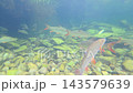 Salmon swimming through clear blue water above a rocky riverbed as several fish move across an underwater freshwater habitat 143579639
