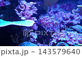 Colorful coral reef aquarium with diverse soft corals and textured colonies illuminated by vivid blue and purple lighting in an underwater marine habitat 143579640