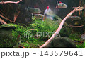 Colorful freshwater fish swimming through aquatic plants and driftwood in a planted aquarium, creating a tranquil underwater nature scene with rocks and clear water 143579641