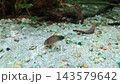 Small spotted freshwater fish swims across aquarium gravel and forages near driftwood and aquatic plants in a calm underwater habitat 143579642