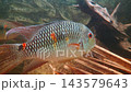 Colorful freshwater fish swimming slowly past submerged driftwood and aquatic plants in a clear aquarium, showing patterned scales and flowing fins in close up 143579643