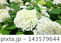 Close view of blooming white hydrangea flowers with dense rounded clusters and green leaves in a lush garden setting during summer 143579644