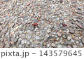 Small orange and black insect moving across rough gravel surface, navigating among multicolored stones and scattered natural debris in close view of pavement 143579645