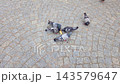 Pigeons gather and peck at food on patterned cobblestone pavement as more birds approach, overhead urban wildlife scene in a public square 143579647